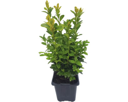 Zimostráz FloraSelf Buxus sempervirens květináč Ø 8 cm