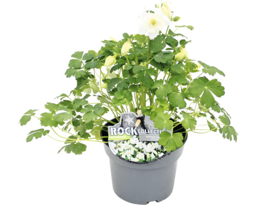 Orlíček v květináči