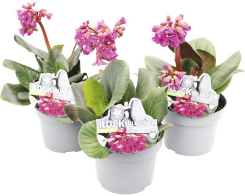 Bergénie ROCKCollection Floraself Bergenia cordifolia 5-20 cm květináč 13 cm 1 ks Tři bergénie v květináči s růžovými květy.