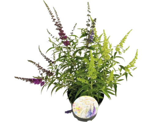 Letní motýlí keř FloraSelf Buddleja davidii 'Summer Kids Tricolor' výška 40–60 cm kontejner 5 L