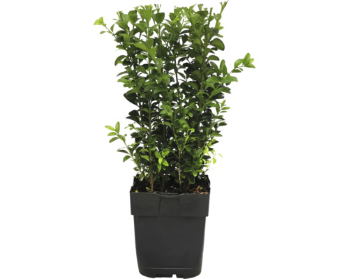 Zimostráz FloraSelf Buxus sempervirens květináč Ø 13 cm