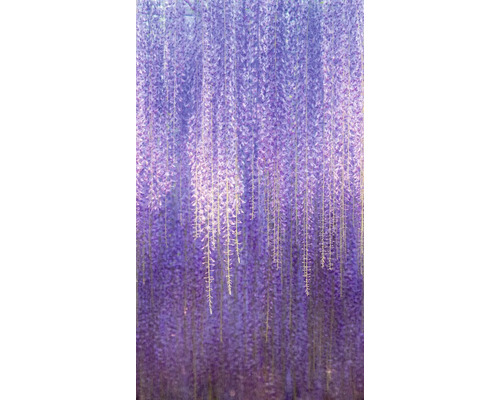 Vliesová fototapeta na zeď ML6501 Wisteria 1,59x2,8 m Detail kvetoucích vistárií