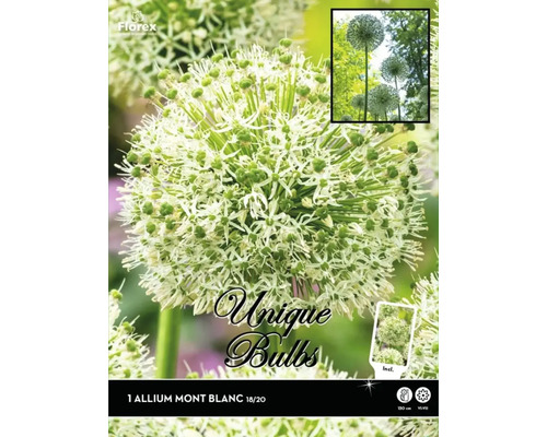 Okrasný česnek Unique Allium Riesenlauch 'Mont Blanc' 1 ks