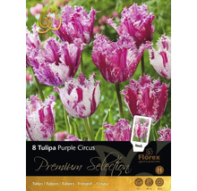Balení 8 cibulí tulipánu Tulipa Purple Circus