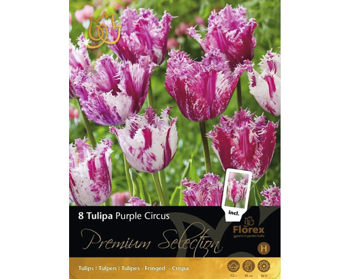 Tulipány Premium Selection Tulipa 'Purple Circus' 8 ks