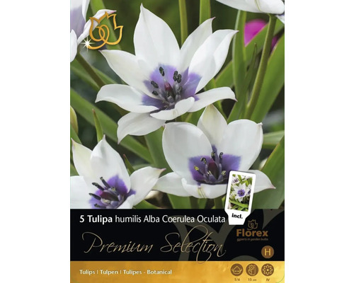 Tulipány Premium Selection Tulipa 'Alba Coerulea Oculata' 5 ks