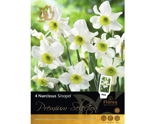 Narcisy Premium Selection Narcissus 'Sinopel' 4 ks
