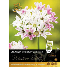 Balení 20 ks cibulovin Allium trifoliatum Cameleon