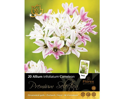 Okrasný česnek Premium Selection Allium trifoliatum 'Cameleon' 20 ks
