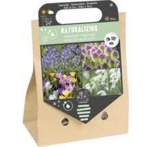 Cibuloviny Naturalizing, 40 kusů