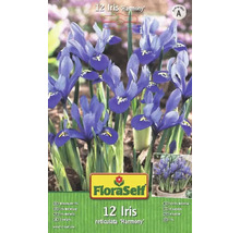 Balení 12 cibulí kosatce síťkovaného Harmony