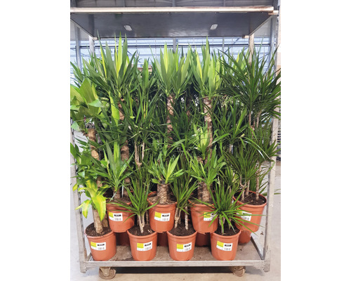 Několik dračinců v květináčích na vozíku.