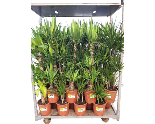 Několik dračinců v květináči na vozíku