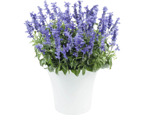 Šalvěj v květináči