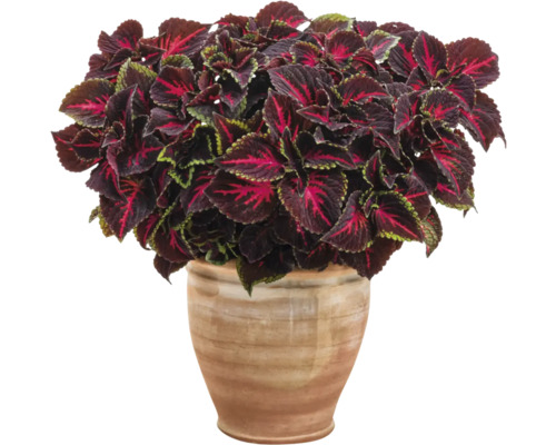 Africká kopřiva, koleus FloraSelf Coleus 'Torchlight květináč' Ø 12 cm