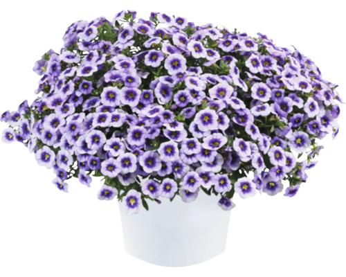 Minipetúnie, Million Bells FloraSelf Calibrachoa 'Eyeconic Purple' květináč Ø 12 cm