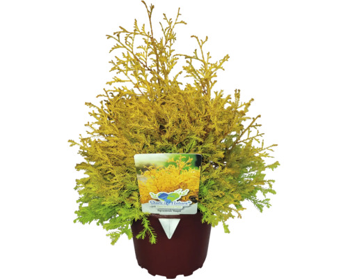 Túje/zerav západní FloraSelf Thuja occidentalis 'Rheingold' 20-30 cm květináč 2 l Zerav ''Smaragd'' v květináči