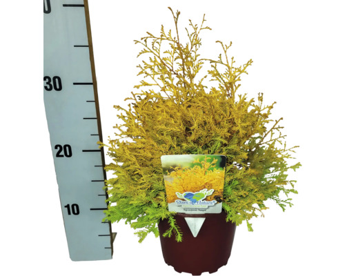 Žlutý cypřišek v květináči s uvedením velikosti