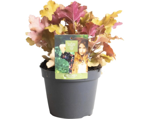 Heuchera Marmelade rostlina v květináči