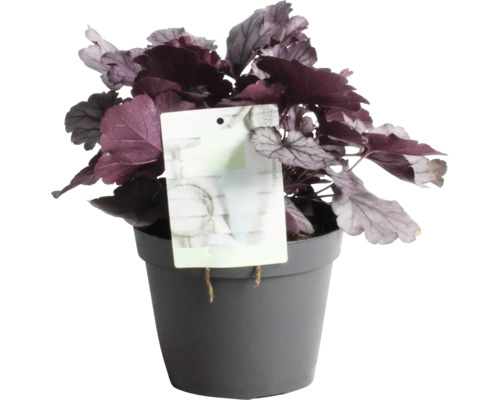 Heuchera rostlina v květináči