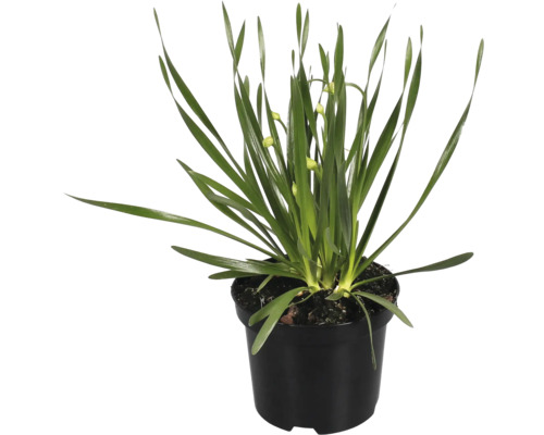 Bledule betlémská rostlina v květináči