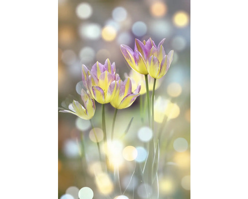 Obraz na plátně CAGI 80x150 cm Tulipán Flowers