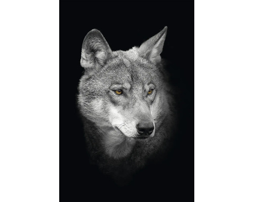 Obraz na plátně CAN 4050 vlk 50x40 cm