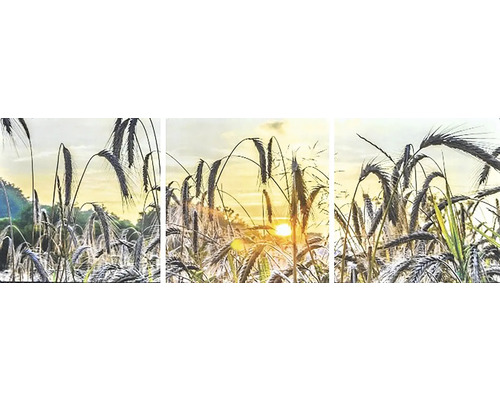 Moderní obraz Sada 3090 obilí 90x30 cm Moderní obraz Sada 3090 obilí 90x30 cm