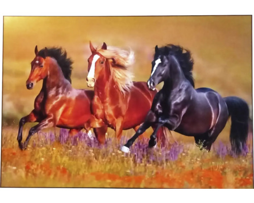 Moderní obraz putframe 70x100 cm Koně Moderní obraz putframe 70x100 cm Koně
