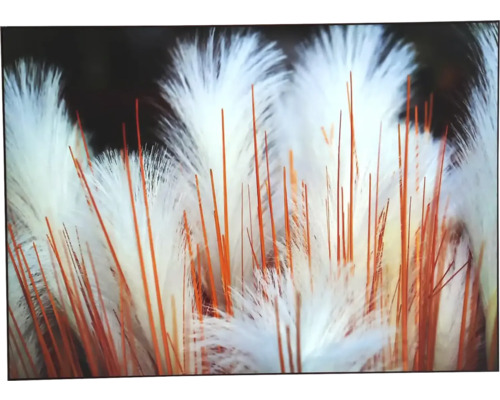 Moderní obraz putframe 50x70 cm Tráva White Moderní obraz putframe 50x70 cm Tráva White