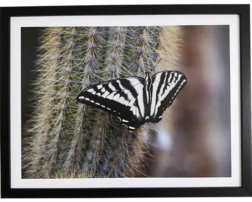 Obraz v rámu DMB 33x43 cm Motýl