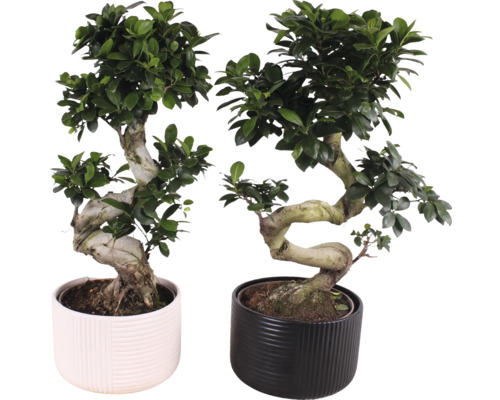 Fíkovník maloplodý FloraSelf Ficus microcarpa Ginseng květináč Ø 22 cm s keramickým obalem Crispy