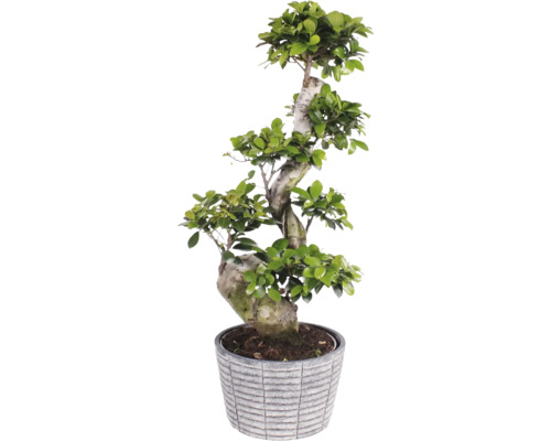 Fíkovník maloplodý S-Shape FloraSelf Ficus microcarpa Ginseng cca 60 cm v keramickém obalu Rustic Touch Ø 25 cm