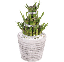 Dračinec pruhovaný Lucky Bamboo květináč Ø 11 cm Rustic Touch