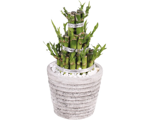 Dračinec pruhovaný Lucky Bamboo květináč Ø 11 cm Rustic Touch