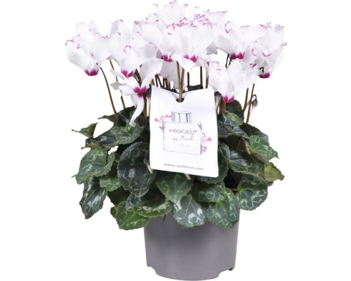 Brambořík vonný FloraSelf Cyclamen 'De Morel' výška 20-25 cm květináč Ø 12 cm Květináčová cyklámen s bílými květy a ozdobnou etiketou v šedém květináči