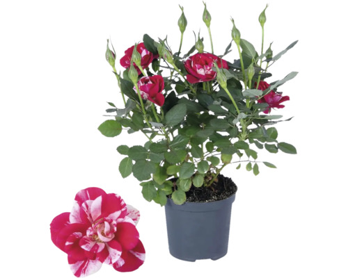 Pokojová růže FloraSelf Rosa hybrid 'Party Gigi' 30-40 cm květináč Ø 10,5 cm Růže v květináči s červeno-bílými květy