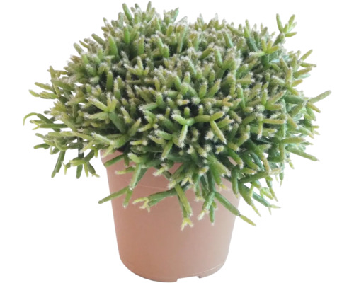 Ripsalis bobulonosný FloraSelf Rhipsalis burchellii cca 15 cm květináč Ø 12 cm Květináč s Rhipsalis