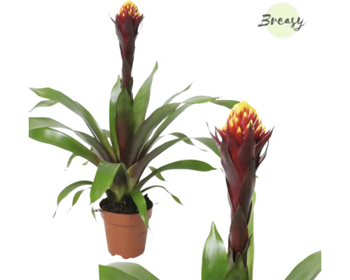 Guzmánie FloraSelf Guzmania kultivar 'Akabar' výška 35-50 cm květináč Ø 12 cm Pokojová rostlina Guzmania v květináči