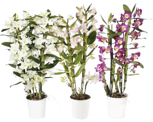 Dendrobium mix FloraSelf Dendrobium nobile 50-65 cm květináč Ø 12 cm 3 laty 1 ks, různé barvy