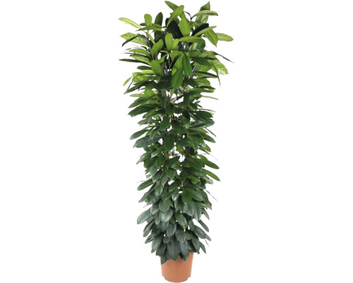 Fíkovník africký FloraSelf Ficus cyathistipula výška cca 180 cm květináč Ø 32 cm Pokojová rostlina Ficus Alii v květináči