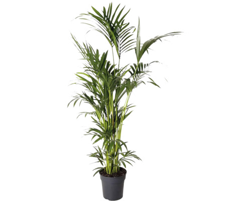 Rajská palma, kencie FloraSelf Howea forsteriana 200-210 cm květináč Ø 31 cm Areková palma v květináči jako pokojová rostlina