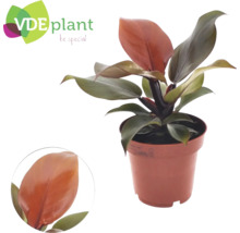 Rostlina Philodendron v květináči