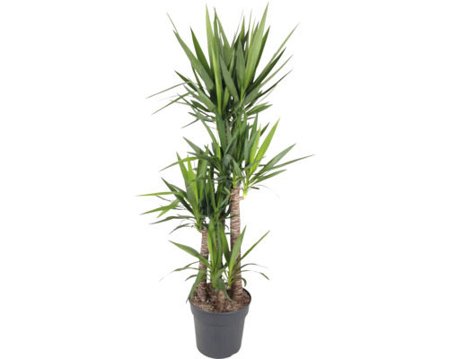 Juka obrovská FloraSelf Yucca elephantipes 180-185 cm květináč Ø 34 cm