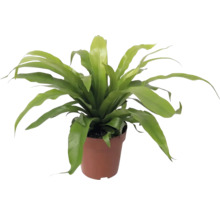 Sleziník FloraSelf Asplenium antiquum květináč Ø 12 cm
