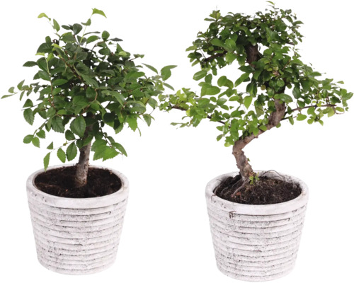 Bonsai mix květináč Rustic Touch Ø 14 cm 1 ks, různé druhy