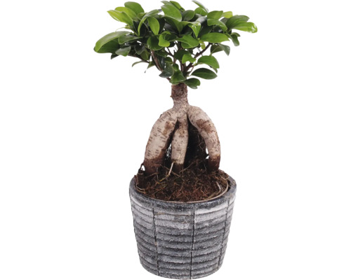 Fíkovník maloplodý FloraSelf Ficus microcarpa Ginseng květináč Ø 14 cm s keramickým obalem Rustic Touch