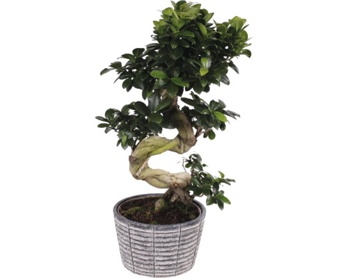 Fíkovník maloplodý S-Shape FloraSelf Ficus microcarpa Ginseng cca 60 cm květináč Ø 23 cm s keramickým obalem Rustic Touch