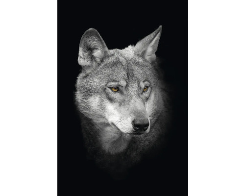 Obraz na plátně CAN 60x90 cm vlk