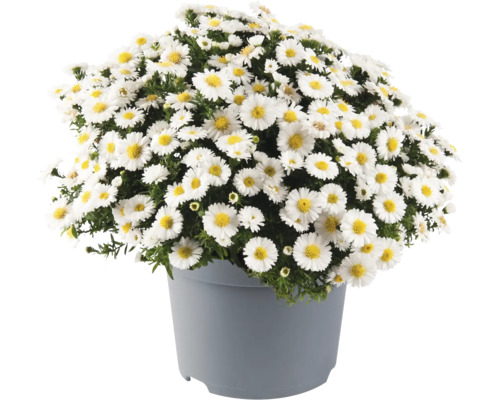 Astra, hvězdnice křovitá Aster dumosus výška 20-30 cm květináč 5 l 1 ks, různé druhy Květináč s bílými sedmikráskami